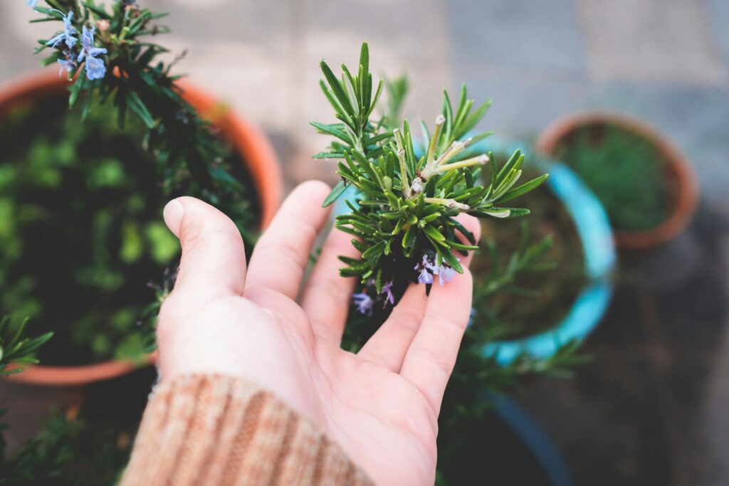 A bottle of rosemary oil used for hair growth and scalp health